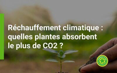 Réchauffement climatique : quelles plantes absorbent le plus de CO2 ?