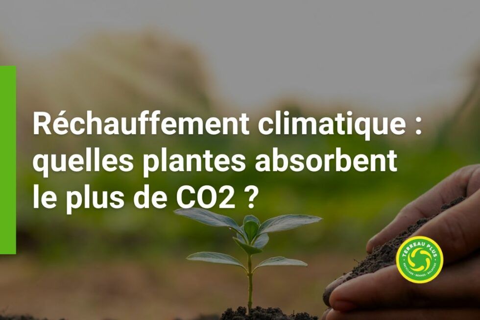 R Chauffement Climatique Quelles Plantes Absorbent Le Plus De Co